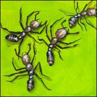 A / Leaf / Canada / Canadian / eh