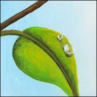 A / Leaf / Canada / Canadian / eh